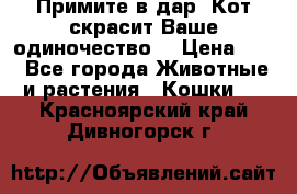 Примите в дар. Кот скрасит Ваше одиночество. › Цена ­ 0 - Все города Животные и растения » Кошки   . Красноярский край,Дивногорск г.